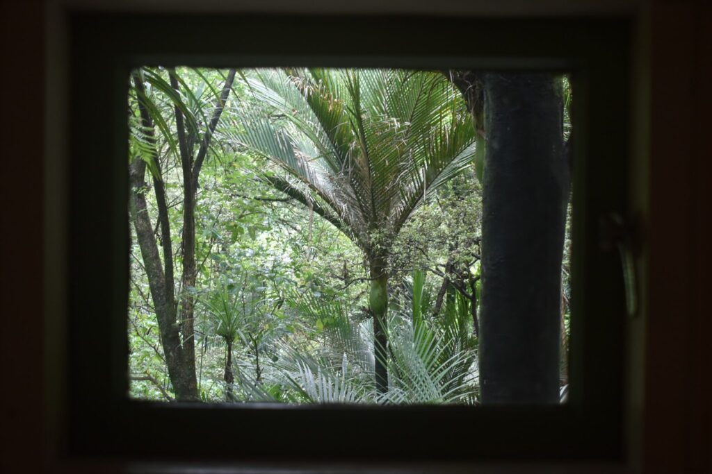 Framed view of the native bush